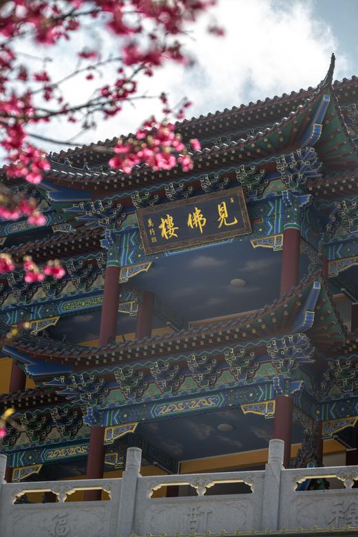 2.24【韶关】翁源东华禅寺樱花•湖心坝油菜花1天摄影 商品图14