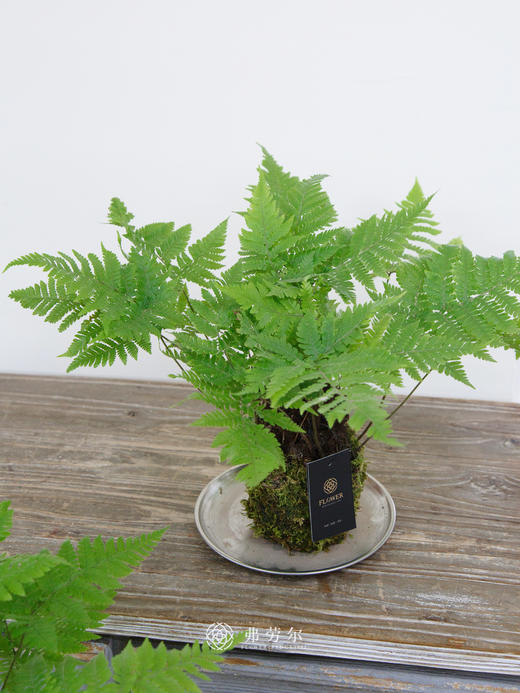 苔藓球红磷蕨 商品图1