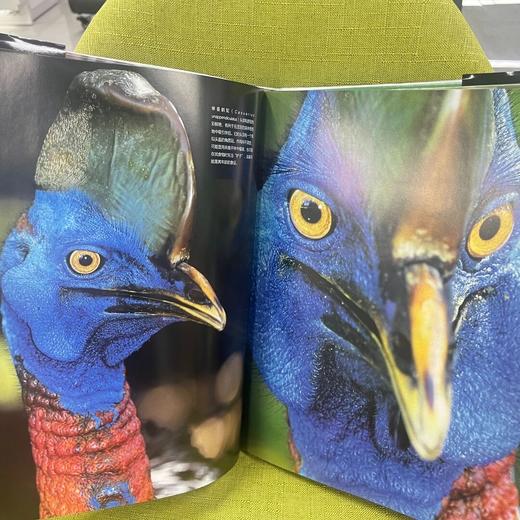 DK生命之彩——《雨林》《蛙》《蝴蝶》《野生动物》 商品图3