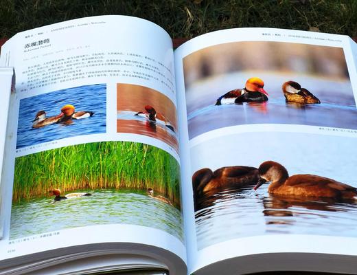 《中国鸟类图鉴》（上中下），主编曲利明，精装，16开，1920页。海峡书局2013年一版一印。定价2800，售价799元。
  商品图7