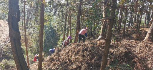 【能量之水 人参黄精茶】有机原材料｜扶阳｜不焦虑不抑郁｜熬夜体虚补元气 商品图7