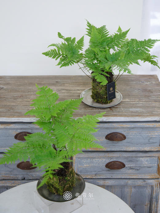 苔藓球红磷蕨 商品图0