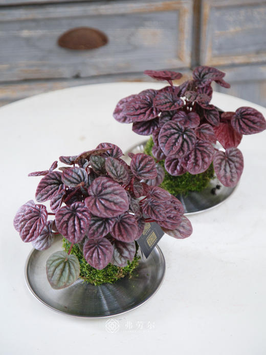 苔藓球红宝石 商品图0