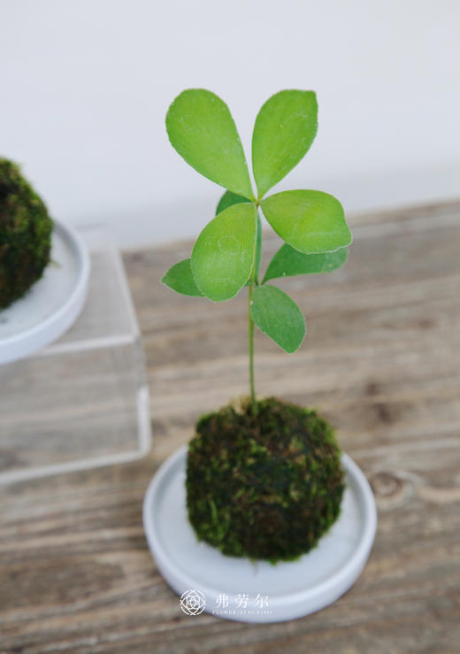 苔藓球墨西哥铁树 商品图1