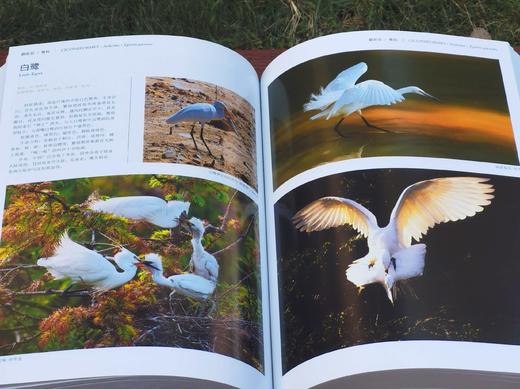 《中国鸟类图鉴》（上中下），主编曲利明，精装，16开，1920页。海峡书局2013年一版一印。定价2800，售价799元。
  商品图9