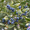 云南澄江品鉴级花香脆甜蓝莓 商品缩略图3