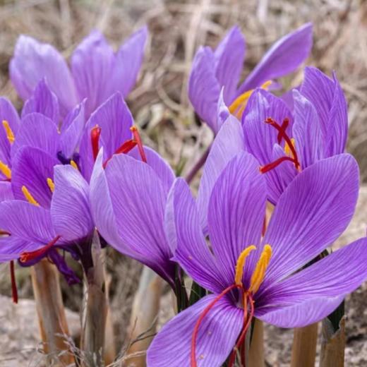 伊朗特级藏红花 商品图4