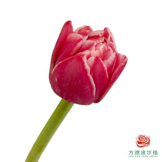 【重瓣郁金香】 樱桃千层酥 10枝一扎 商品图0