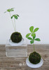 苔藓球墨西哥铁树 商品缩略图0