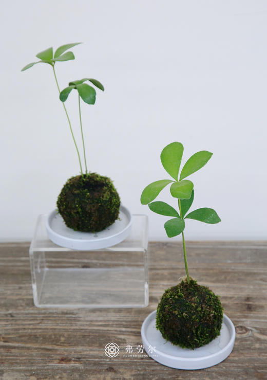 苔藓球墨西哥铁树 商品图0