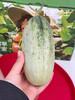 博洋蜜瓜🥒清脆香甜多汁，入口即化般！ 商品缩略图7