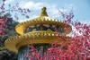 2.24【韶关】翁源东华禅寺樱花•湖心坝油菜花1天摄影 商品缩略图0