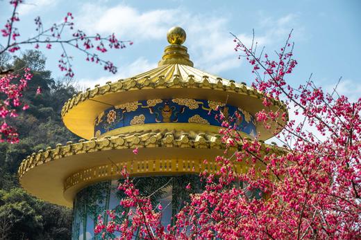 2.24【韶关】翁源东华禅寺樱花•湖心坝油菜花1天摄影 商品图0