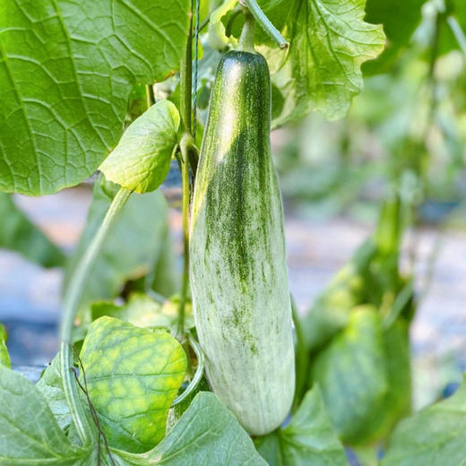 「头茬甜瓜」山东羊角蜜甜瓜 净重3-4.5斤普箱装 个大饱满 甜蜜多汁 清脆可口 现摘现发 新鲜水果 商品图3