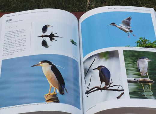 《中国鸟类图鉴》（上中下），主编曲利明，精装，16开，1920页。海峡书局2013年一版一印。定价2800，售价799元。
  商品图13