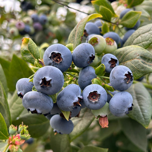 云南澄江品鉴级花香脆甜蓝莓 商品图6