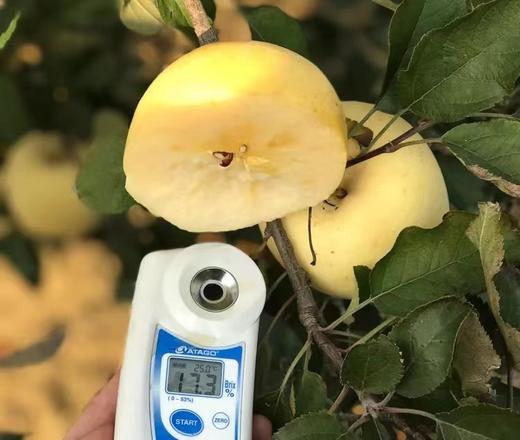 【分仓直发包邮】山东烟台奶油富士苹果精品果4.5-5斤（8-9枚）礼盒装 商品图3