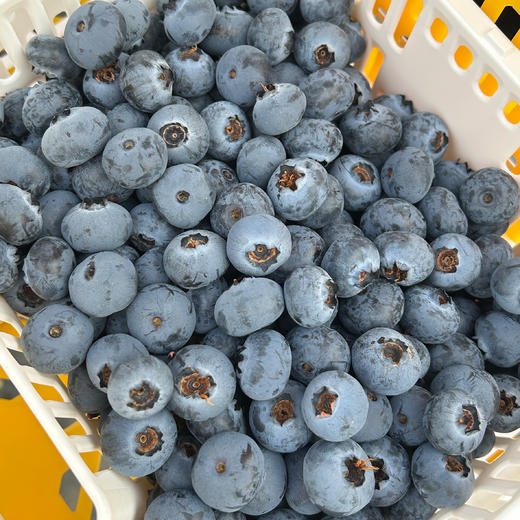 云南澄江品鉴级花香脆甜蓝莓 商品图4