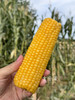 ‼️福利🧧（双十一多送1根）甜糯嫩Q弹｜内蒙古金云蜜甜糯619黄金玉米 商品缩略图5