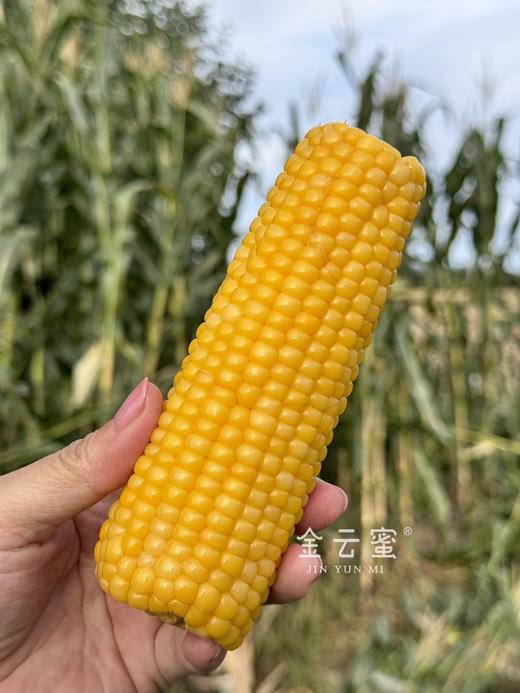 ‼️福利🧧（双十一多送1根）甜糯嫩Q弹｜内蒙古金云蜜甜糯619黄金玉米 商品图5