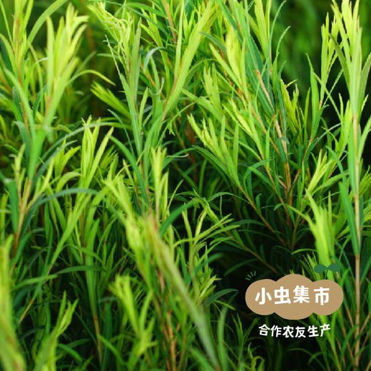 生态柠檬草洗衣皂液 1000ml | 合作农友生产，来自广东中山五桂山，生产者：郝冠辉 ＆【公平贸易农人定价】 商品图8