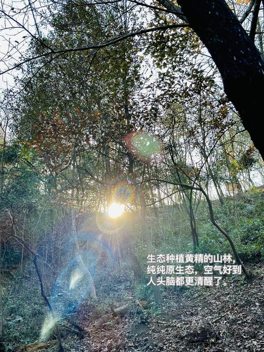 【生态黄精果】疲劳拜拜 焕颜抗松弛 | 强韧秀发 | 调养肾脏活力 | 滋阴润养 | 气血焕新秘籍 商品图4