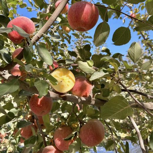 【阿克苏冰糖心苹果】正宗红旗坡核心产地，历经 3 次霜降，才有这如花般的“心”，甜得很，入口无渣，嘎嘣脆！ 商品图4