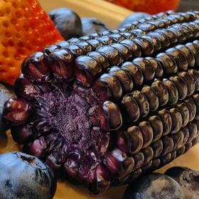 [屁侠推荐]农科玉 东北五常黑糯玉米 满满花青素 230g/根 8根装