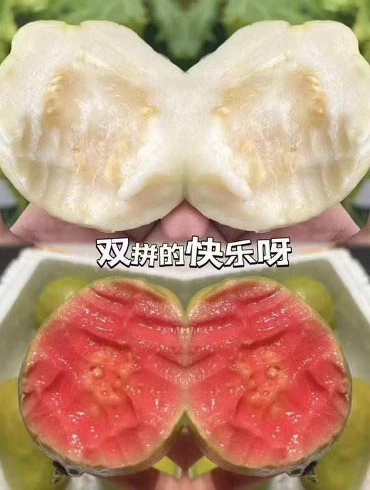 周日取货：【心动双拼芭乐】一箱毛重3斤左右，香甜清爽超好吃~ 商品图2