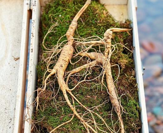 【能量之水 人参黄精茶】有机原材料｜扶阳｜不焦虑不抑郁｜熬夜体虚补元气 商品图8