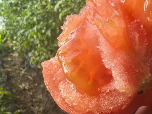 连湖农场精选 | 4斤装连湖西红柿 新鲜正宗 商品图3