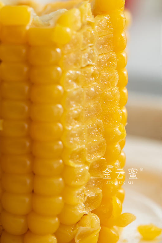 ‼️福利🧧（双十一多送1根）甜糯嫩Q弹｜内蒙古金云蜜甜糯619黄金玉米 商品图3