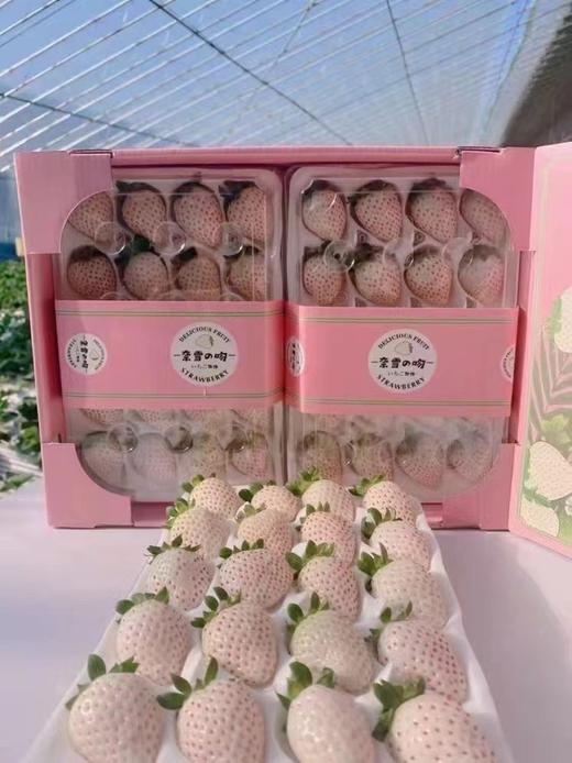 【分仓直发包邮】淡雪草莓250g/盒*2盒（20粒/盒） 商品图2