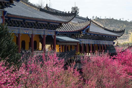 2.24【韶关】翁源东华禅寺樱花•湖心坝油菜花1天摄影 商品图12