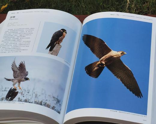 《中国鸟类图鉴》（上中下），主编曲利明，精装，16开，1920页。海峡书局2013年一版一印。定价2800，售价799元。
  商品图10