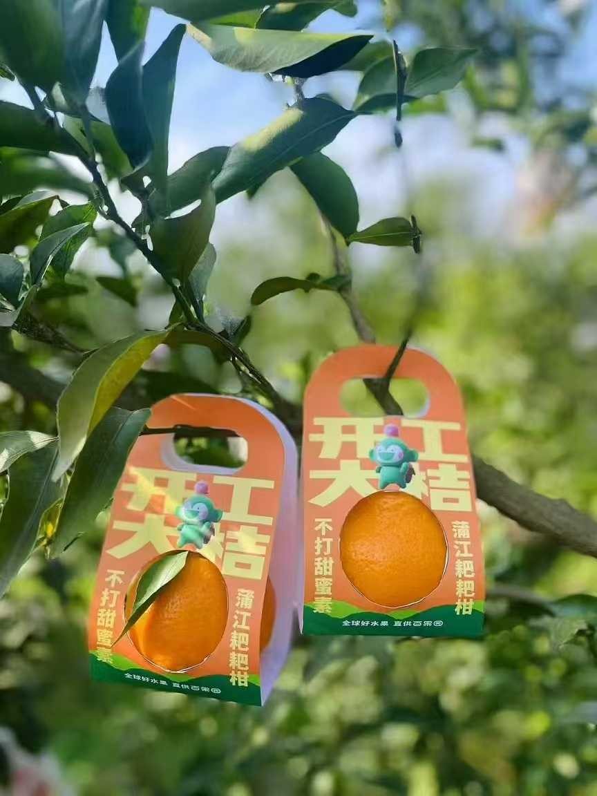 生态耙耙柑开售5 斤装13-16个中果