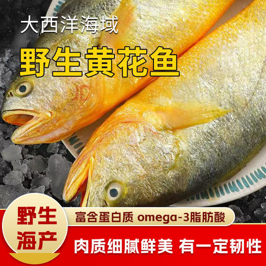 【野生海产】野生黄花鱼600±100g 大西洋纯净海域 商品图0