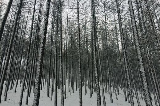 【能量之水 人参黄精茶】有机原材料｜扶阳｜不焦虑不抑郁｜熬夜体虚补元气 商品图12