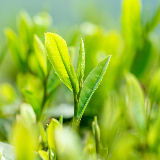 川红集团   宜杯杯茶川红红茶杯泡茶接待、商务、自饮2g*12杯/袋 商品图5