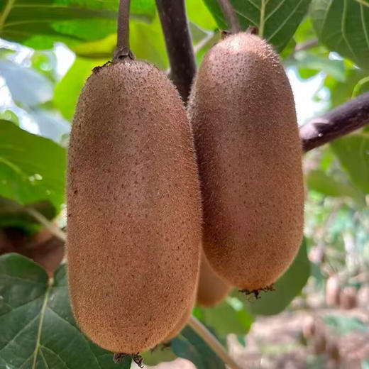 【分仓直发包邮】金福猕猴桃小果15枚（单果70-90g）硬果即食，纯甜 商品图3