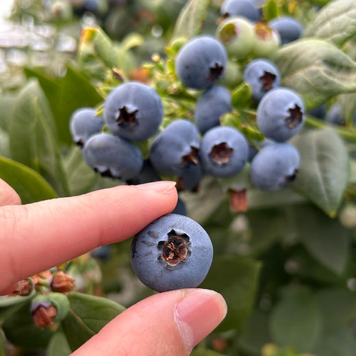 云南澄江品鉴级花香脆甜蓝莓 商品图5