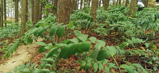 【能量之水 人参黄精茶】有机原材料｜扶阳｜不焦虑不抑郁｜熬夜体虚补元气 商品图6