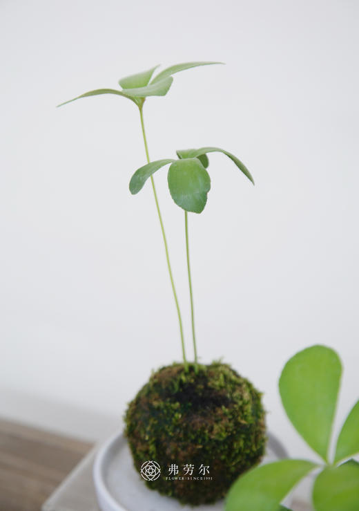 苔藓球墨西哥铁树 商品图2