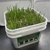 华土韭菜育苗器 有机陶瓷种植，无农化，无污染，纯净健康 商品缩略图8