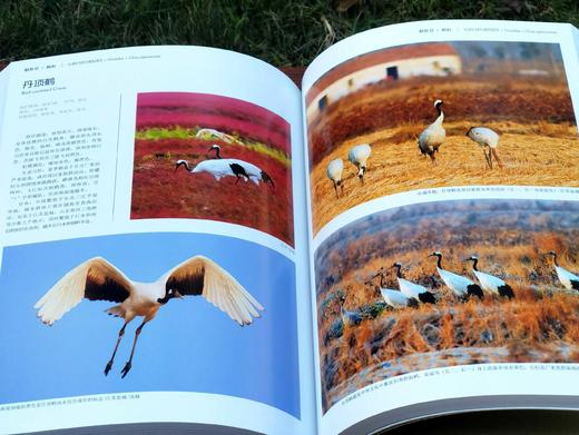 《中国鸟类图鉴》（上中下），主编曲利明，精装，16开，1920页。海峡书局2013年一版一印。定价2800，售价799元。
  商品图12