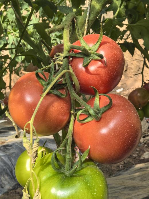 连湖农场精选 | 4斤装连湖西红柿 新鲜正宗 商品图4