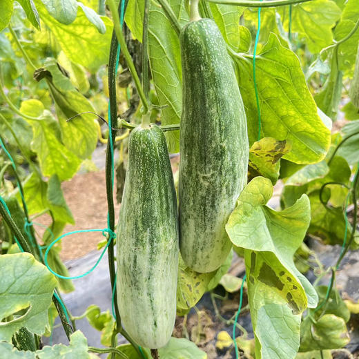 「头茬甜瓜」山东羊角蜜甜瓜 净重3-4.5斤普箱装 个大饱满 甜蜜多汁 清脆可口 现摘现发 新鲜水果 商品图8