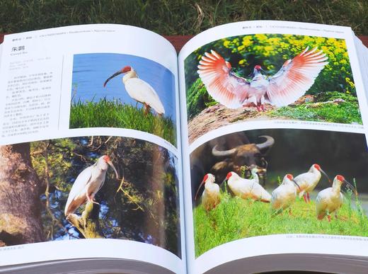 《中国鸟类图鉴》（上中下），主编曲利明，精装，16开，1920页。海峡书局2013年一版一印。定价2800，售价799元。
  商品图8