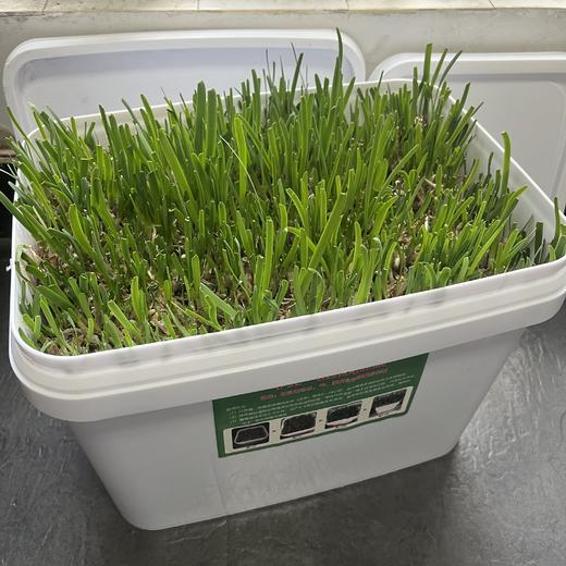 华土韭菜育苗器 有机陶瓷种植，无农化，无污染，纯净健康 商品图9