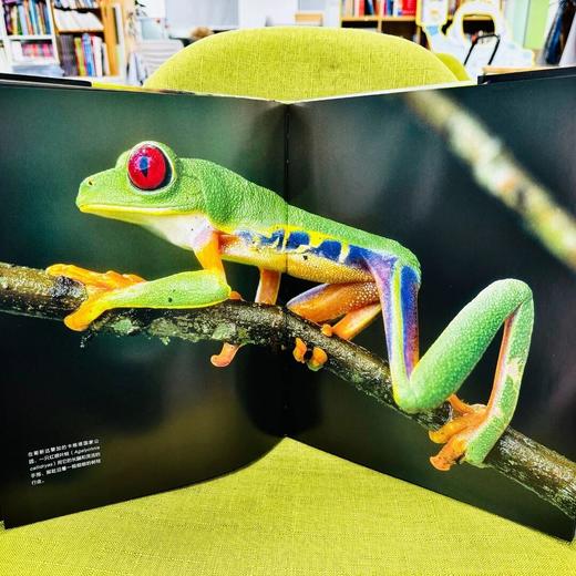 DK生命之彩——《雨林》《蛙》《蝴蝶》《野生动物》 商品图2